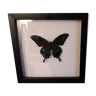 Frame with butterfly Papilio maackii