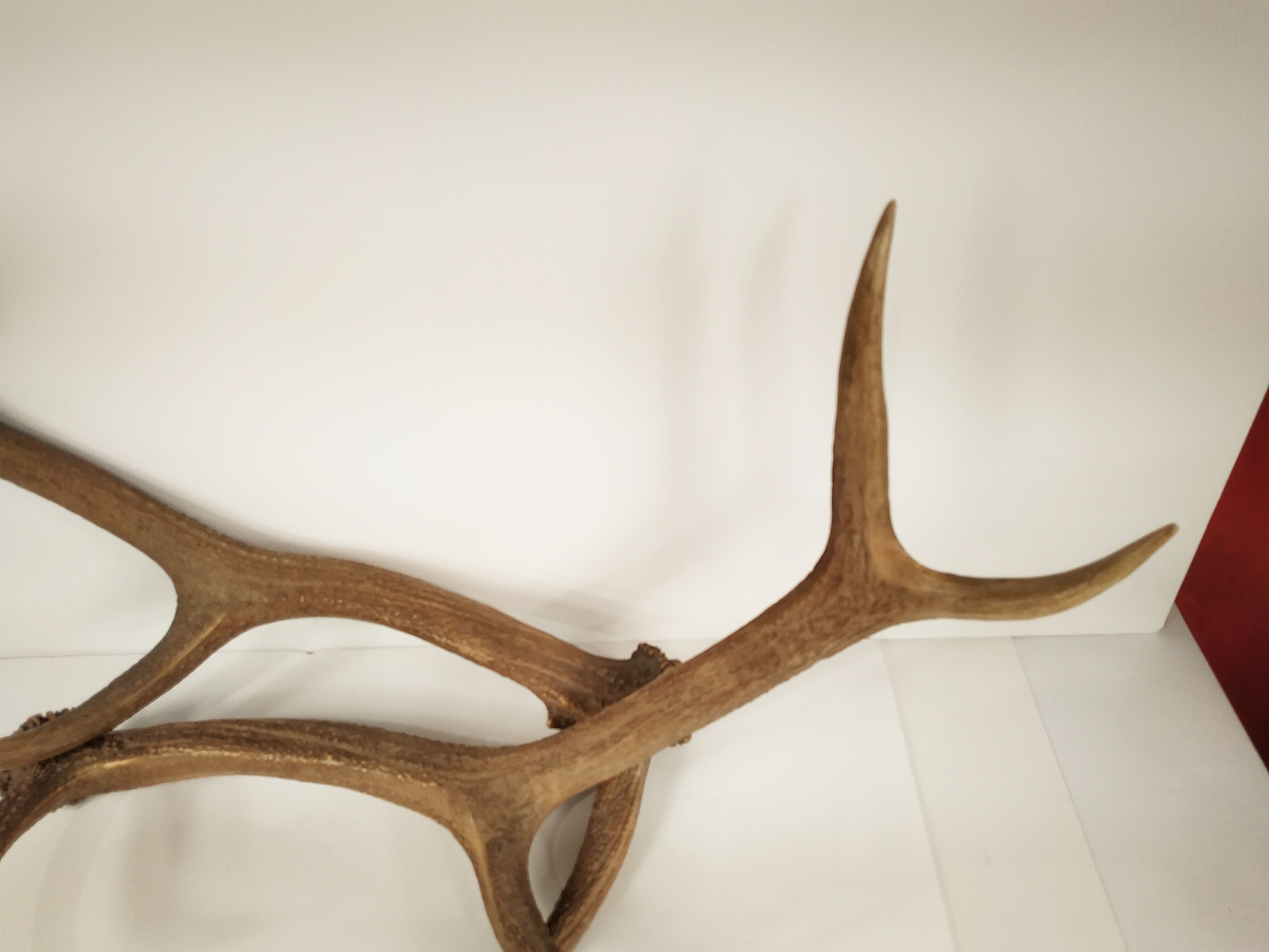 Pair of deer antlers - vintage 1960-70
