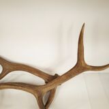 Paire de bois de cerf - vintage 1960-70