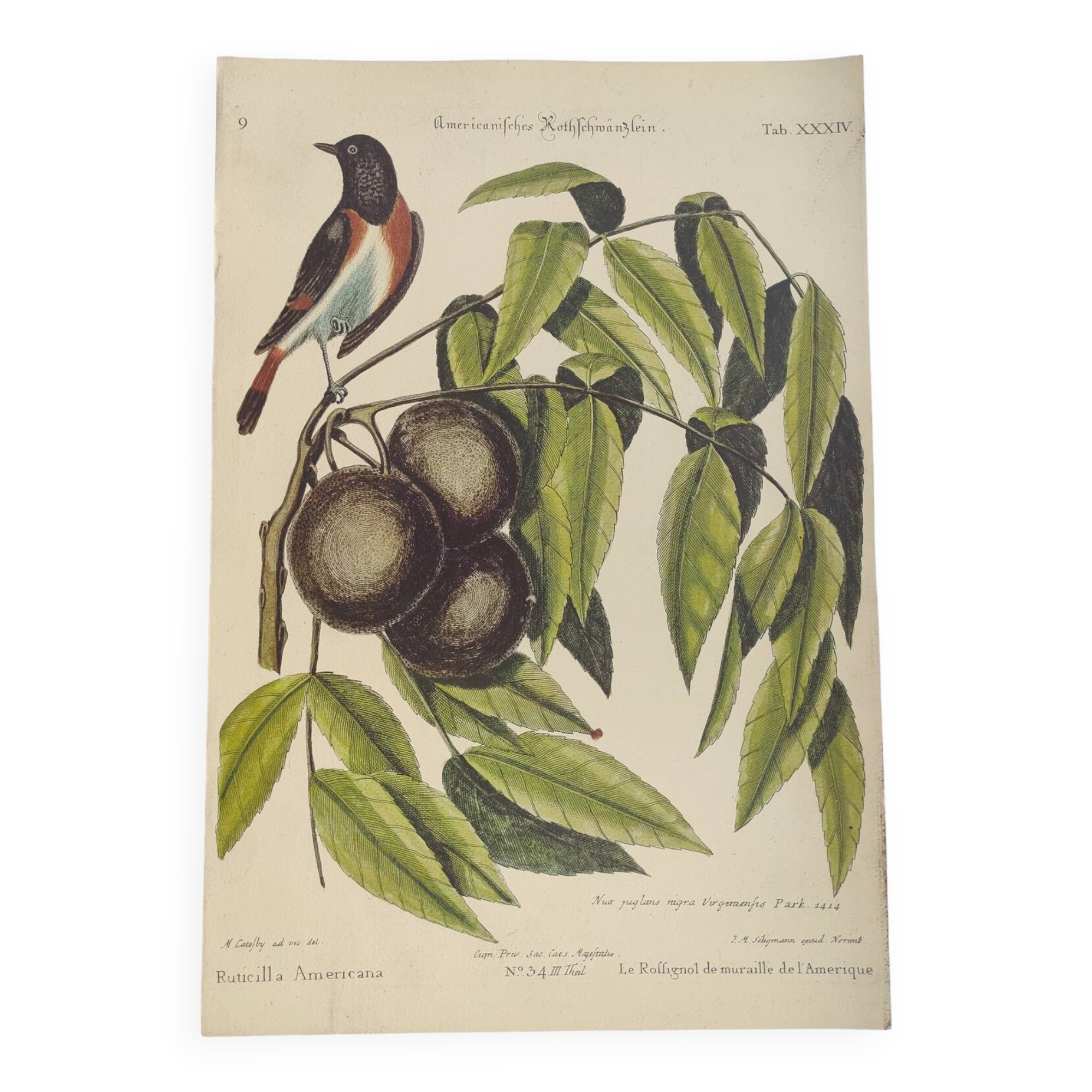 Gravure ancienne oiseau - Rossignol de muraille-  Planche zoologique de Seligmann & Catesby