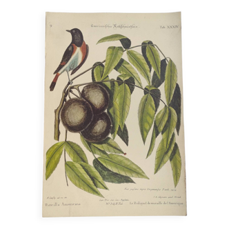 Antique bird engraving - Wall Nightingale - Zoological plate by Seligmann & Catesby