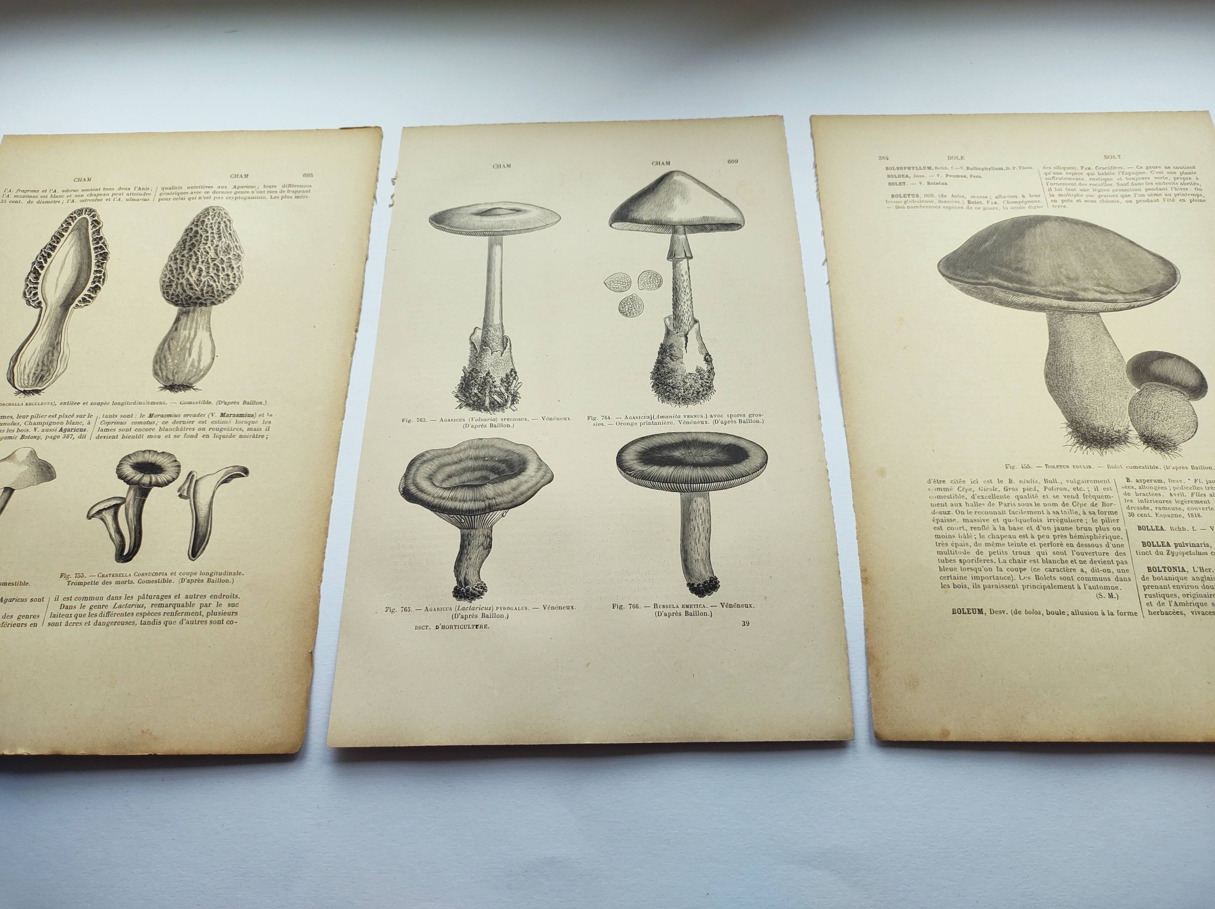 Botanical engravings from 1897 - 3 Mushroom Plates - Old original plates including Cep