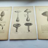 Gravures botaniques de 1897 - 3 Planches Champignons - Planches originales ancienne dont Cèpe