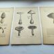 Botanical engravings from 1897 - 3 Mushroom Plates - Old original plates including Cep