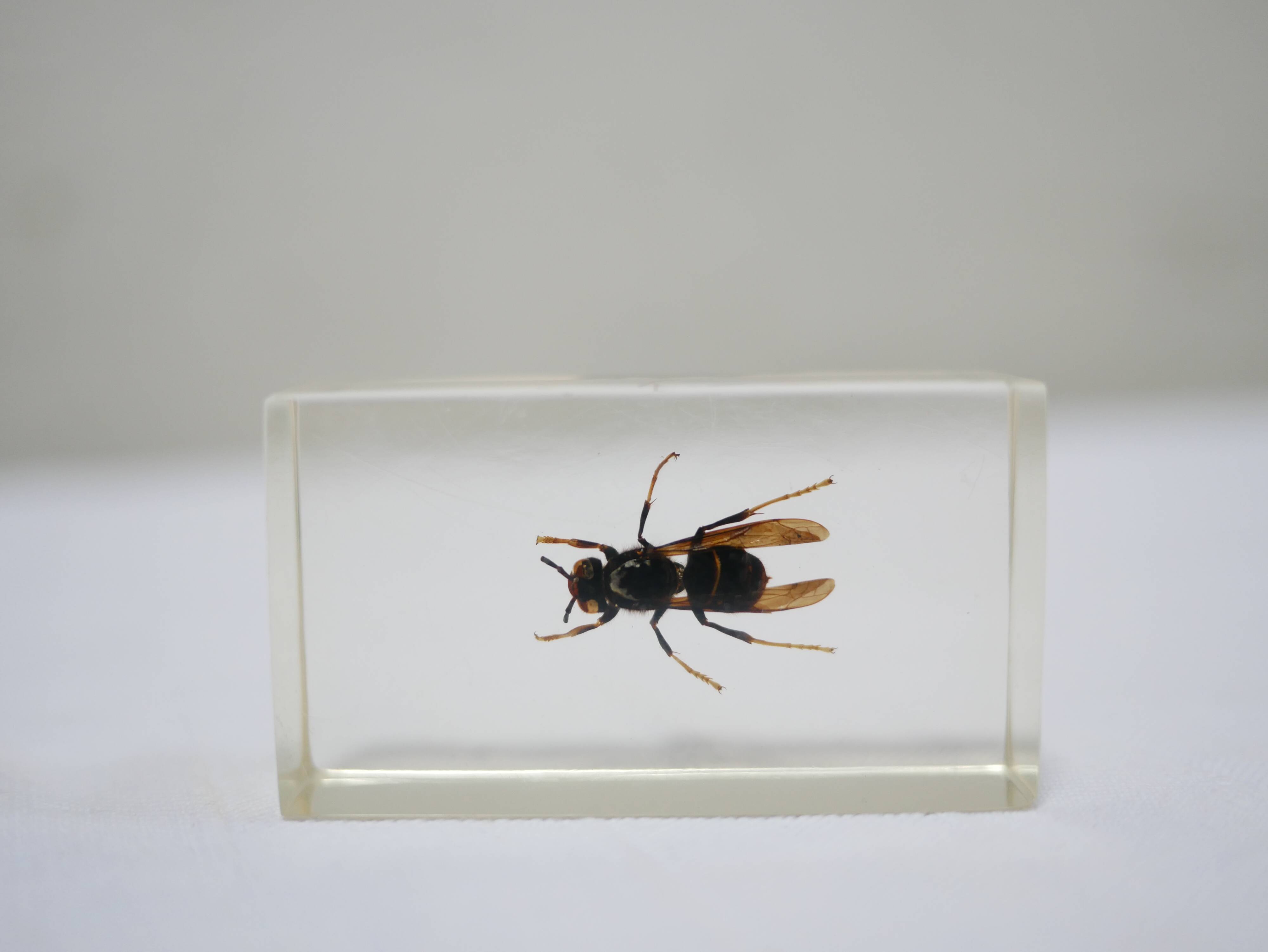 Vintage resin insect