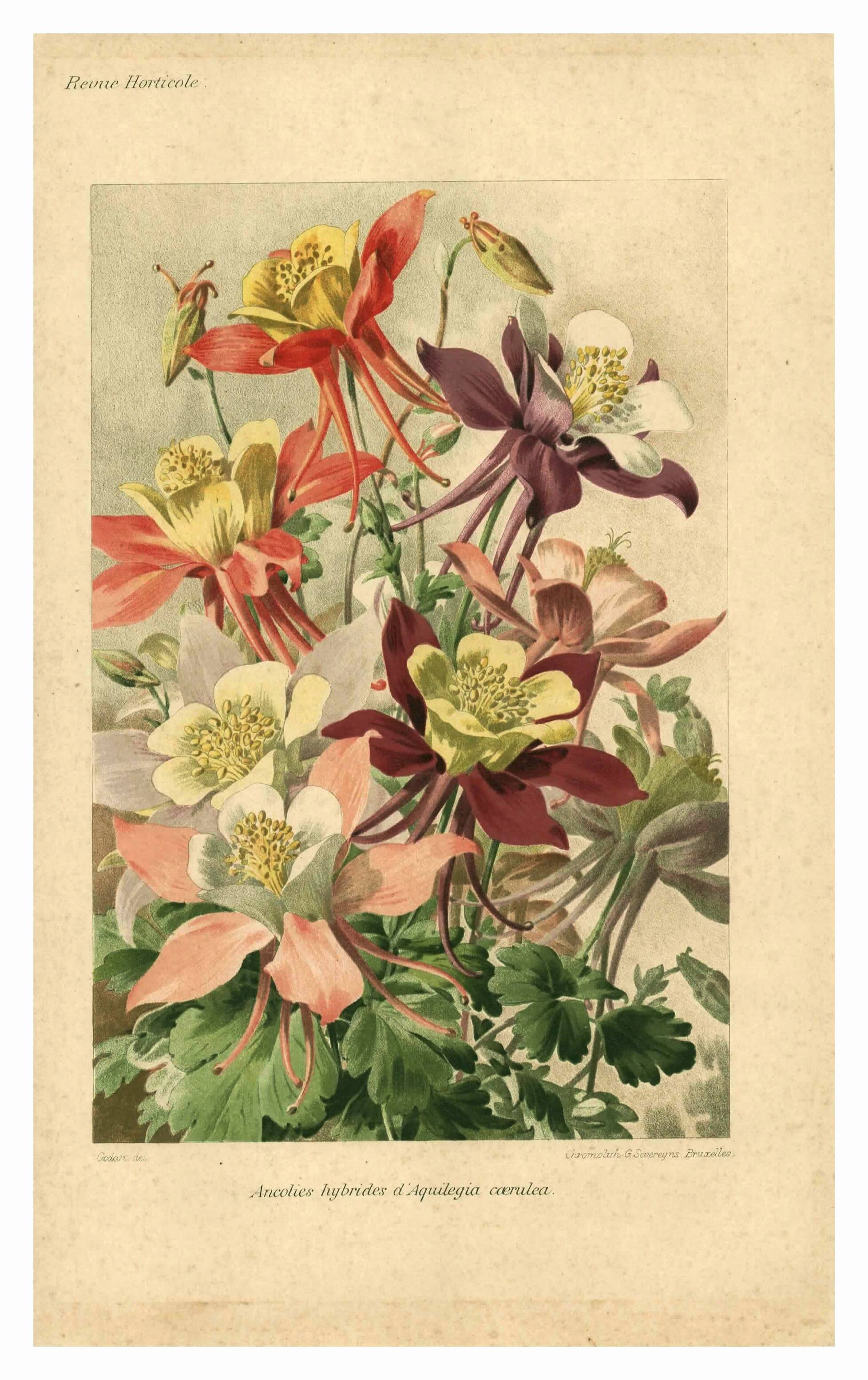 Botanical engraving from 1896 by Godart • Hybrid columbines Aquilegia coerulea • Old lithograph