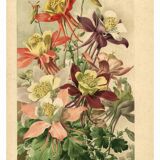 Botanical engraving from 1896 by Godart • Hybrid columbines Aquilegia coerulea • Old lithograph