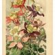 Botanical engraving from 1896 by Godart • Hybrid columbines Aquilegia coerulea • Old lithograph