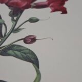 Planche botanique "Muflier à flaurs fleurs"