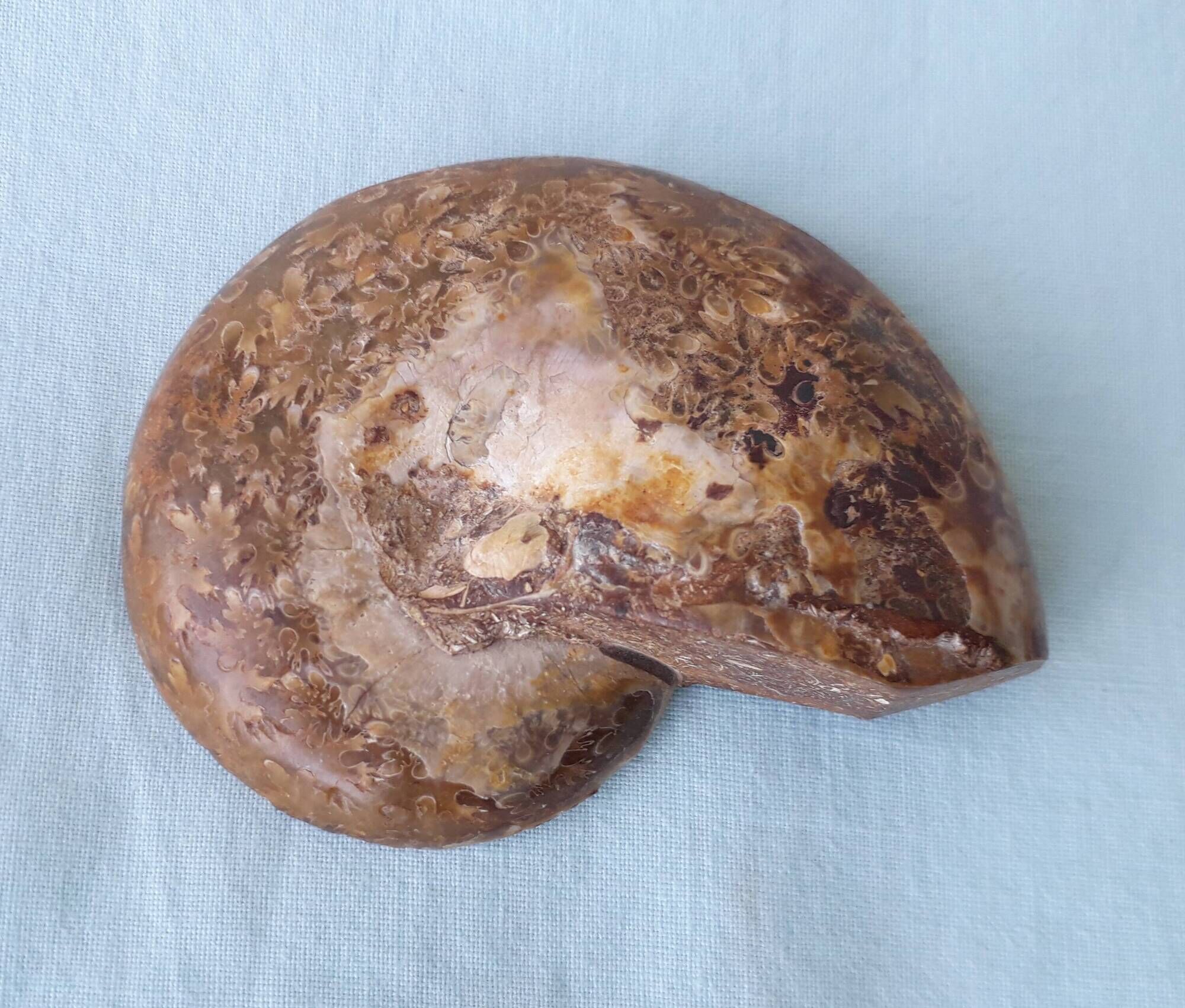 Fossil shell in stone