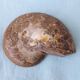 Fossil shell in stone
