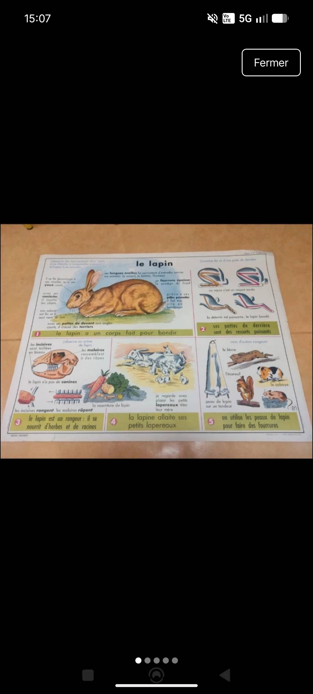 School poster Anscombre the clay/the rabbit