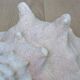 Heavy Marine Shell "Lambi" (Strombus Gigas) - Pink Interior - 1.37 kg