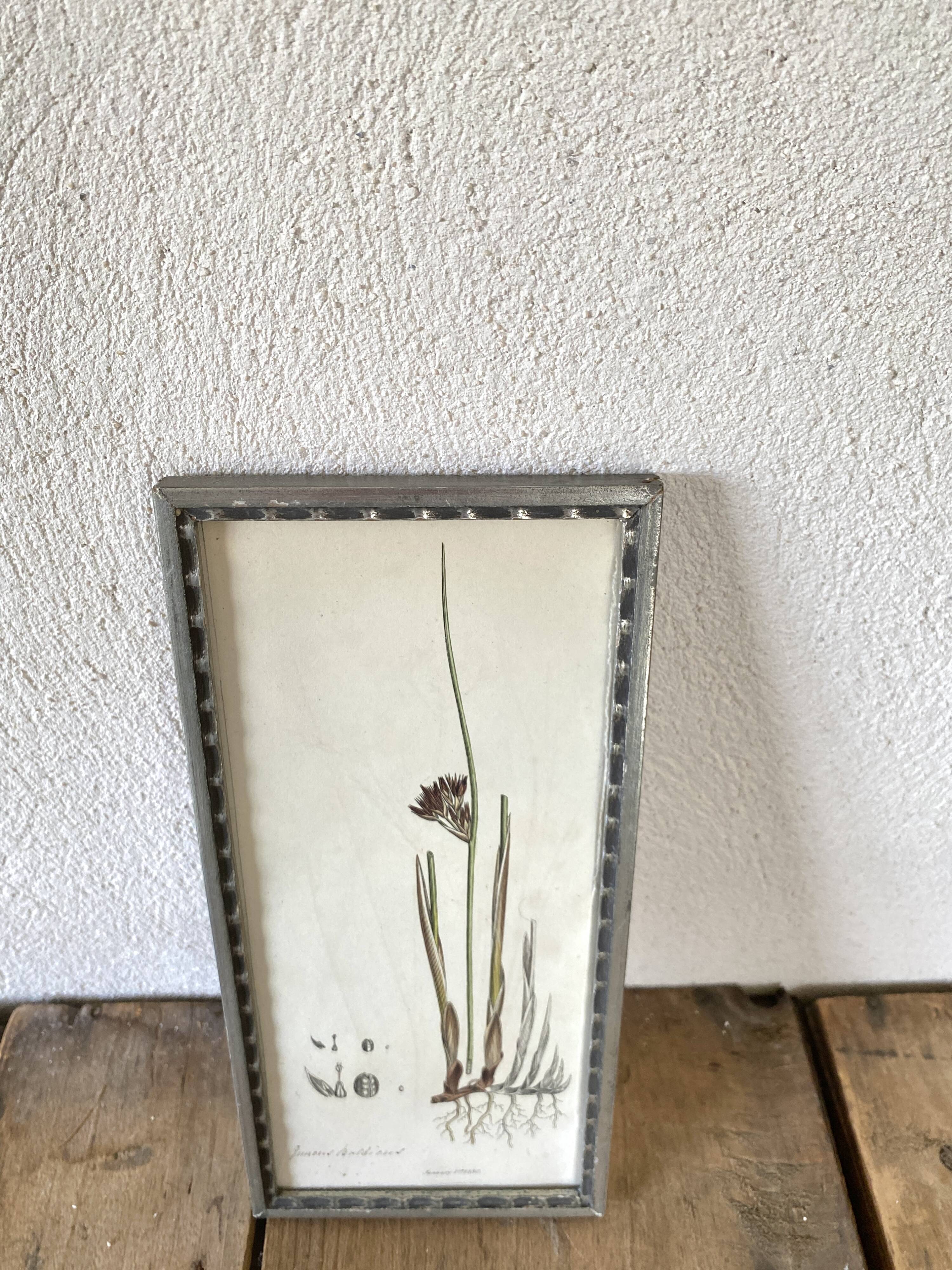Botanical plate 1830, glazed wooden frame