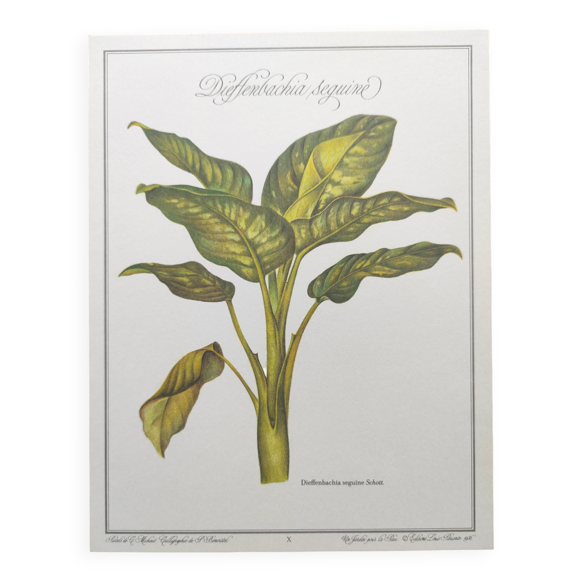 Botanical engraving -Dieffenbachia seguine- Illustration of medicinal plants. Pastels by C.Michaut