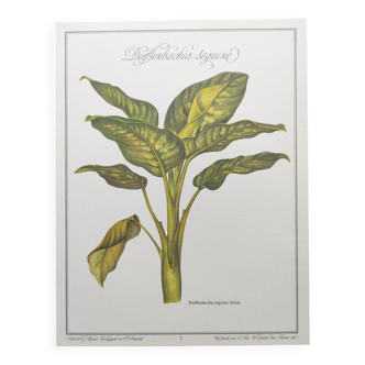 Botanical engraving -Dieffenbachia seguine- Illustration of medicinal plants. Pastels by C.Michaut