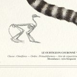 Chimera lithograph engraving animal - the marmoset