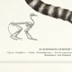 Chimera lithograph engraving animal - the marmoset