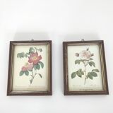 Pair rose illustrations