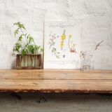 Planche botanique tisane