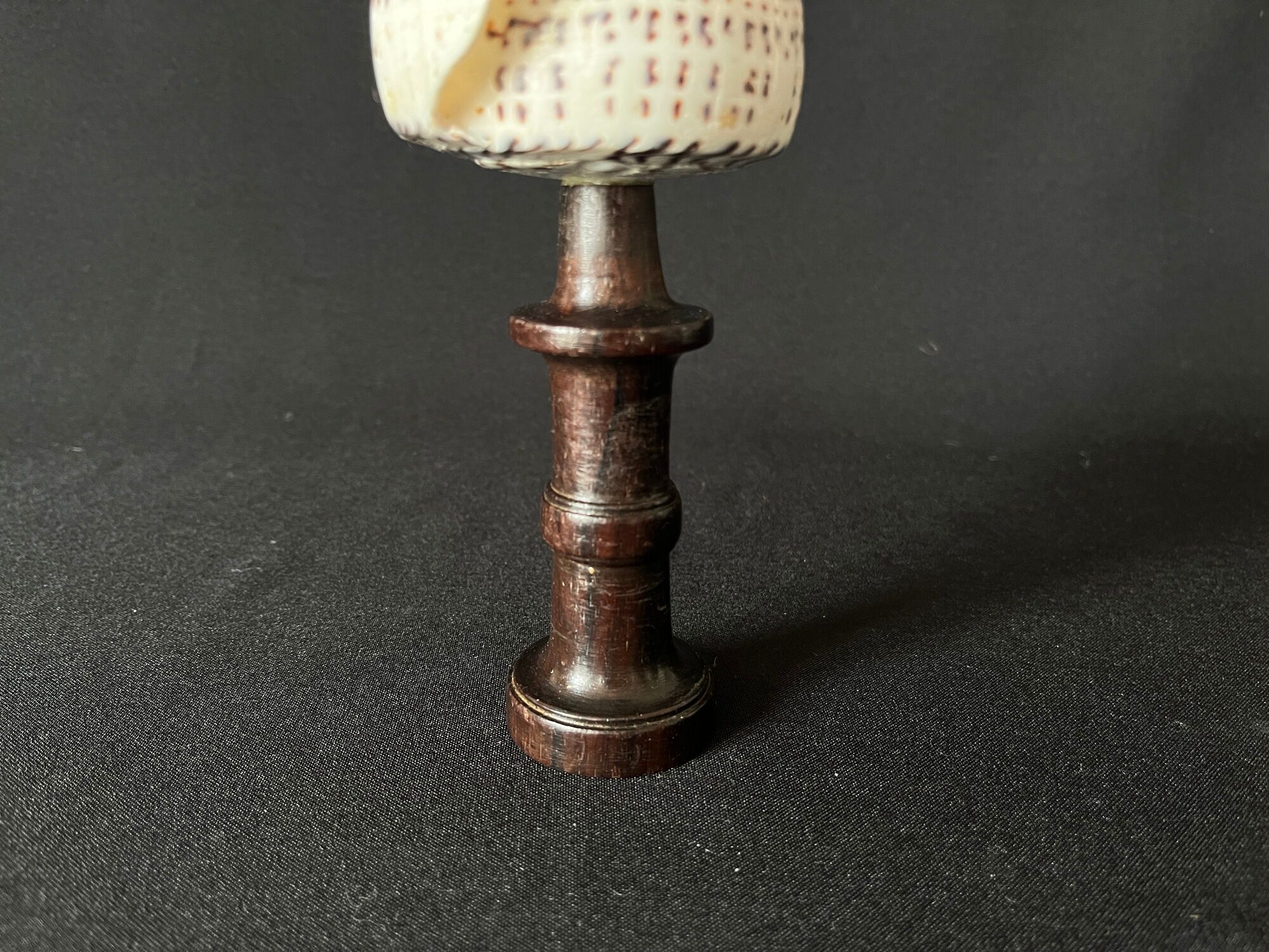 Shell Conus Litteratus on blackened turned wooden base old cabinet of curiosities