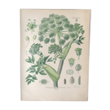 E. botanical plank. Kohler 1887