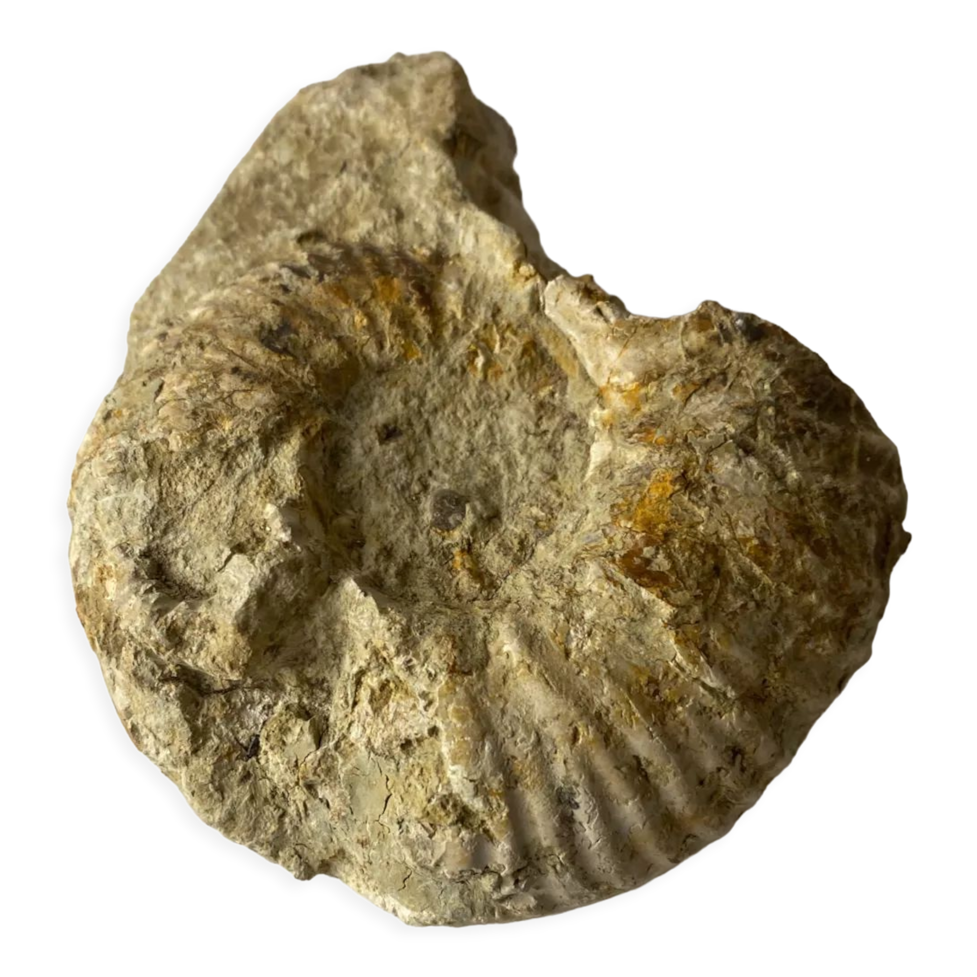 Fossil