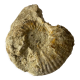 Fossil