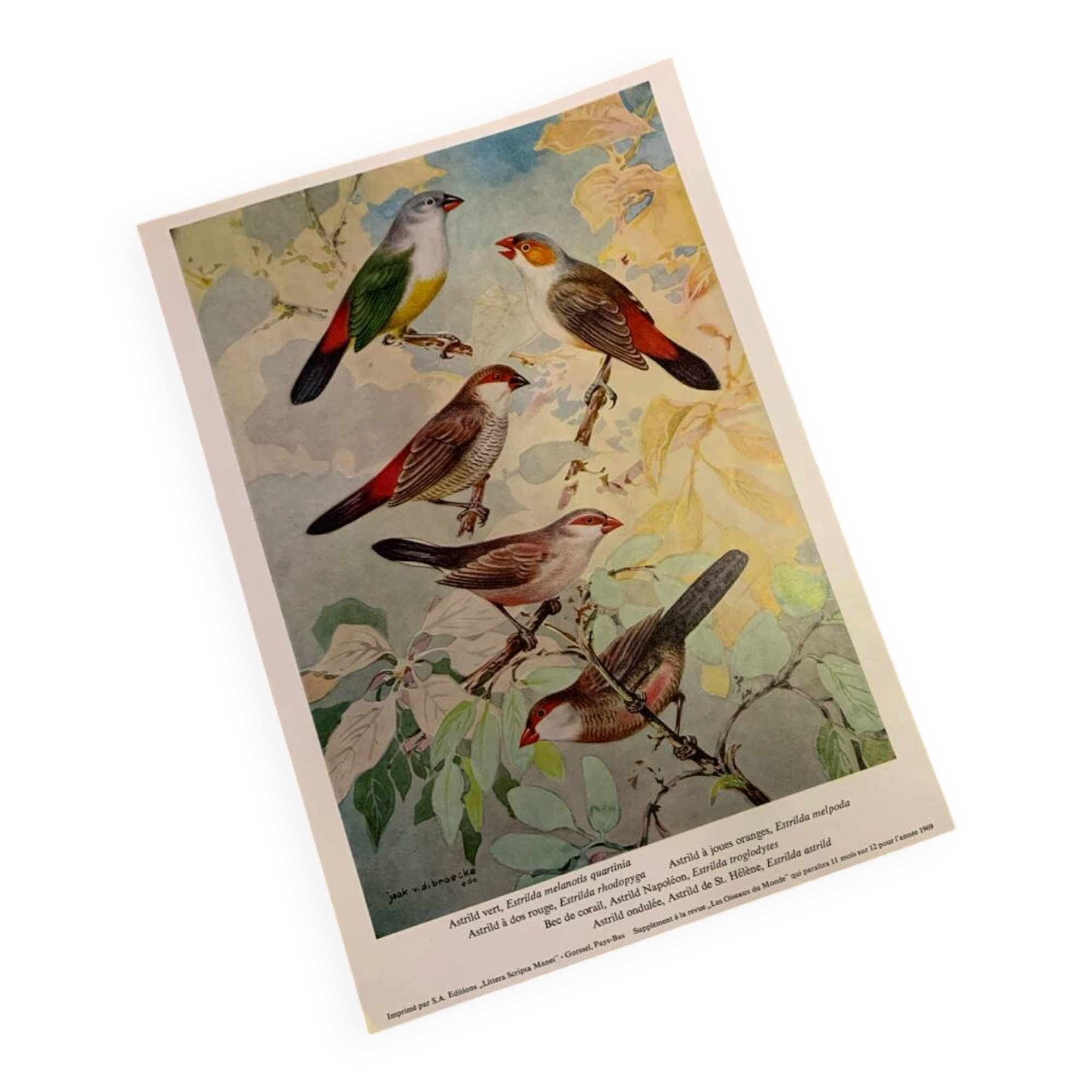 Poster "The Birds of the World" – 1969