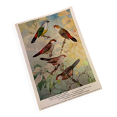 Poster "The Birds of the World" – 1969