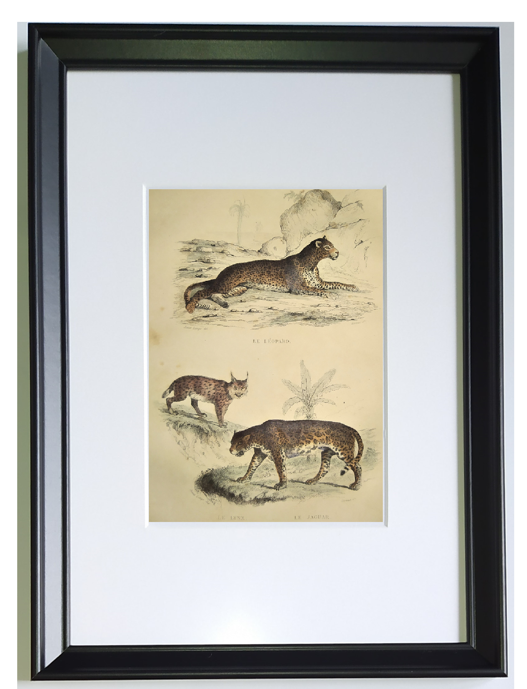 Original zoological plate of 1839 " leopard, lynx,.... "