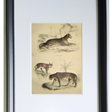 Original zoological plate of 1839 " leopard, lynx,.... "