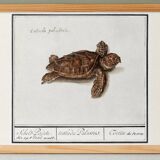 Small poster on the Tortoise, after an old engraving from 1610