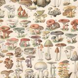 Lithograph plate of mushrooms 1900
