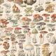 Lithograph plate of mushrooms 1900