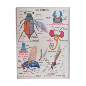 Affiche scolaire vintage