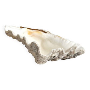 Bénitier coquillage - naturel