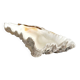 Natural shell holy water font empty pocket.