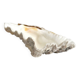 Natural shell holy water font empty pocket.