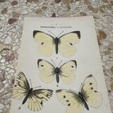 Antique butterfly botanical board engraving 1903 double sided