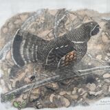 Original engraving by Robert Hainard