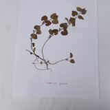 Ensemble de 6 planches d'herbier