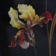 Art Nouveau Black Lacquered Two-Panel Screen with Hand-Painted Irises, Fran