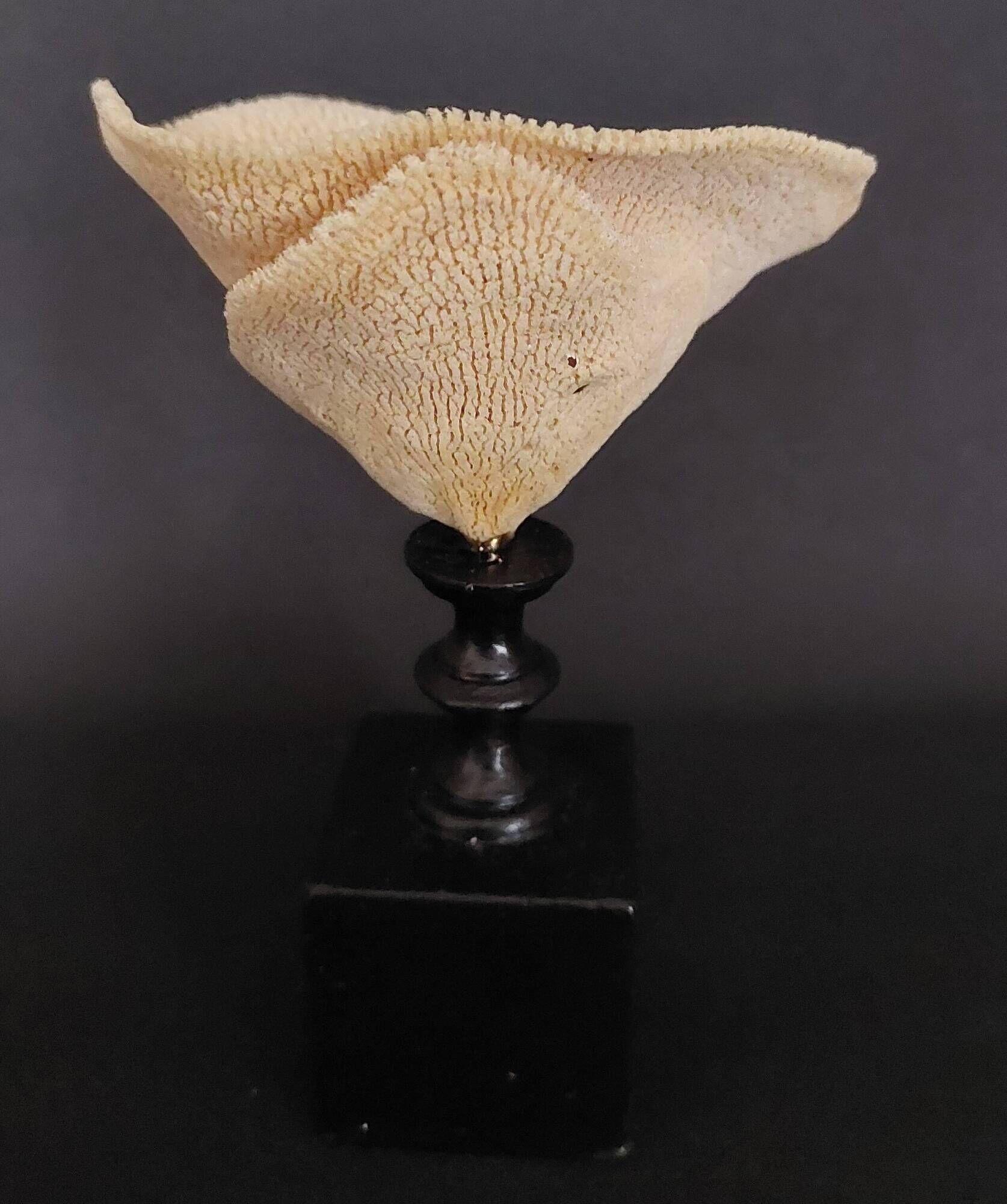 Cabinet of Curiosities sponge carteriospongia foliascens on base