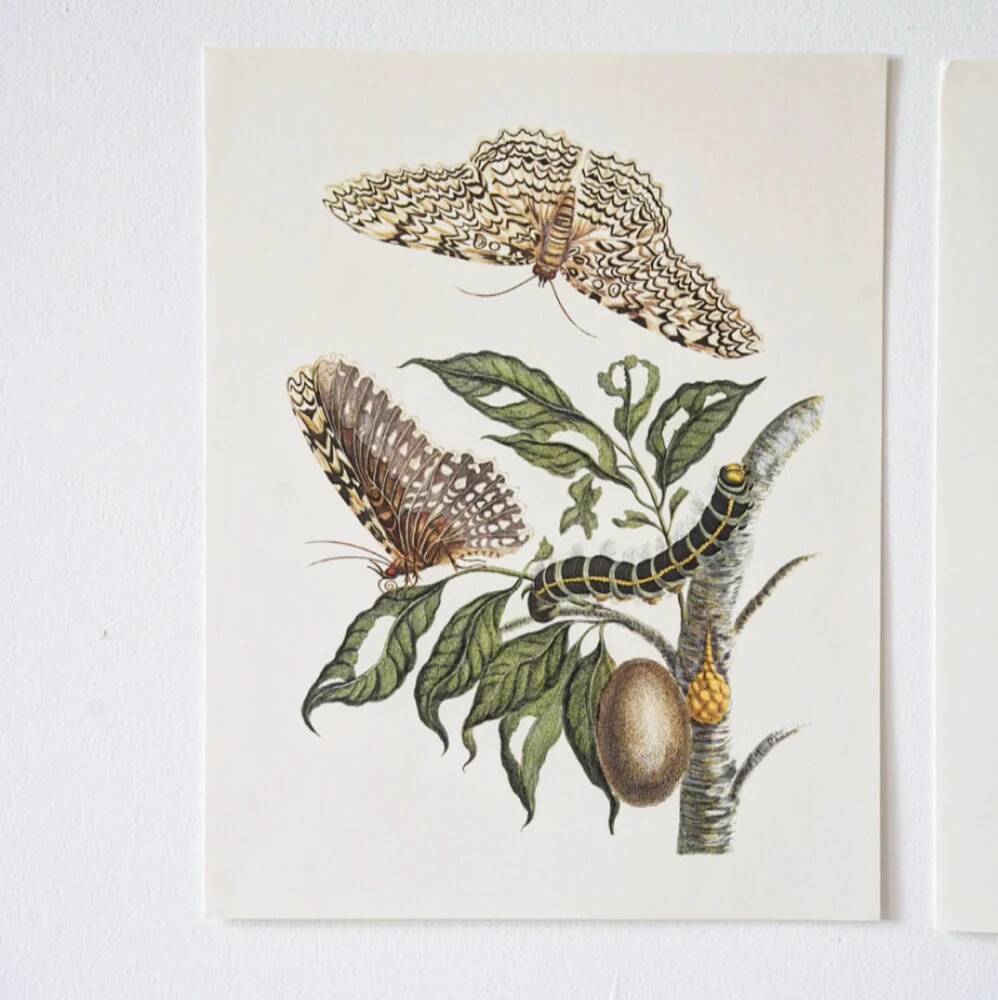 Bestiary plates from the Natural History Museum The butterflies