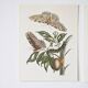 Bestiary plates from the Natural History Museum The butterflies
