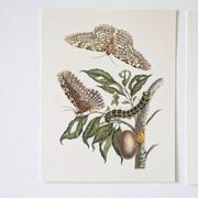 Bestiary plates from the Natural History Museum The butterflies