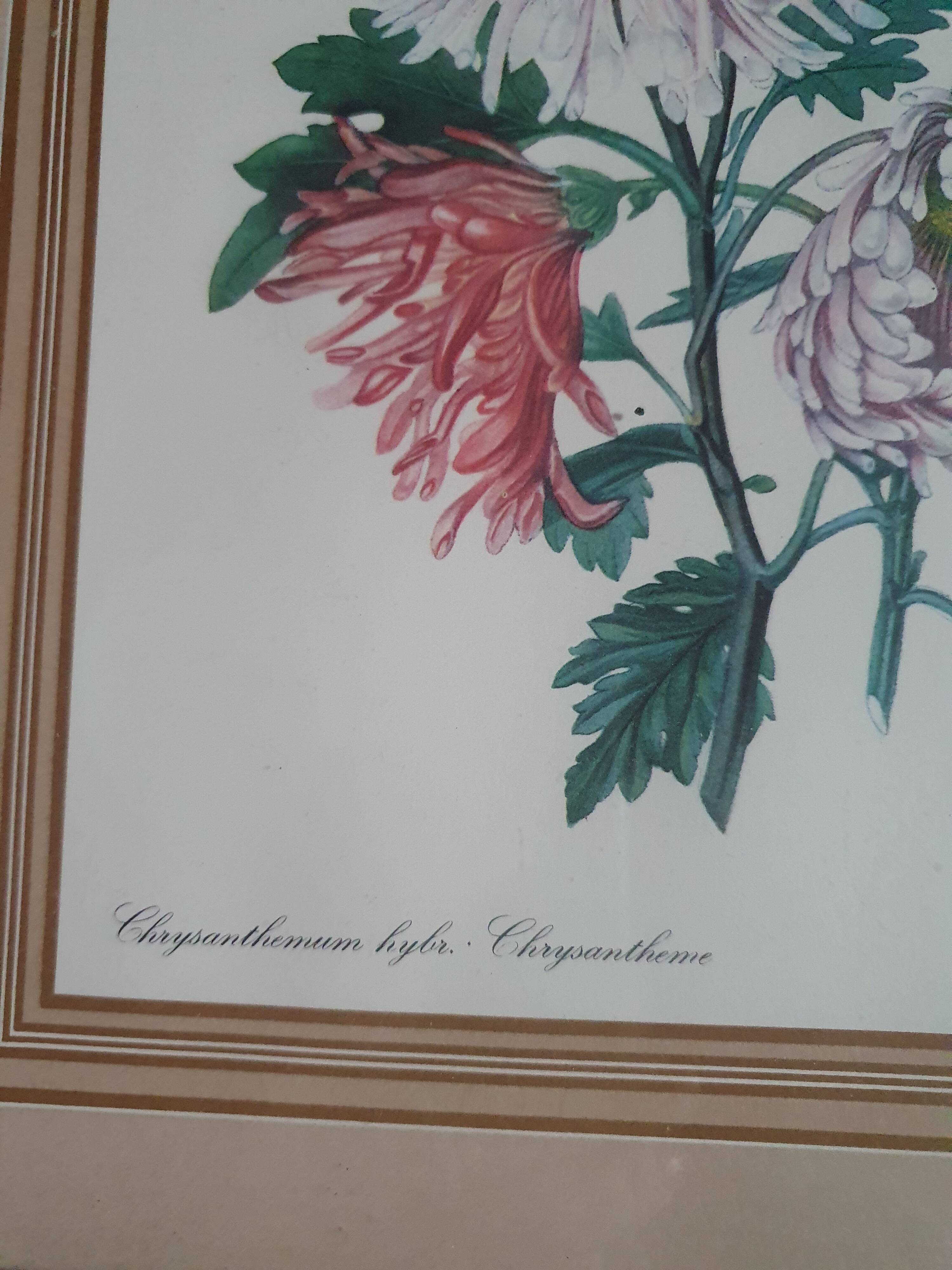 frame canvas poster vintage flowers chrysanthemim chrysanthemum ed smith deb w say scup