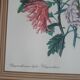 frame canvas poster vintage flowers chrysanthemim chrysanthemum ed smith deb w say scup