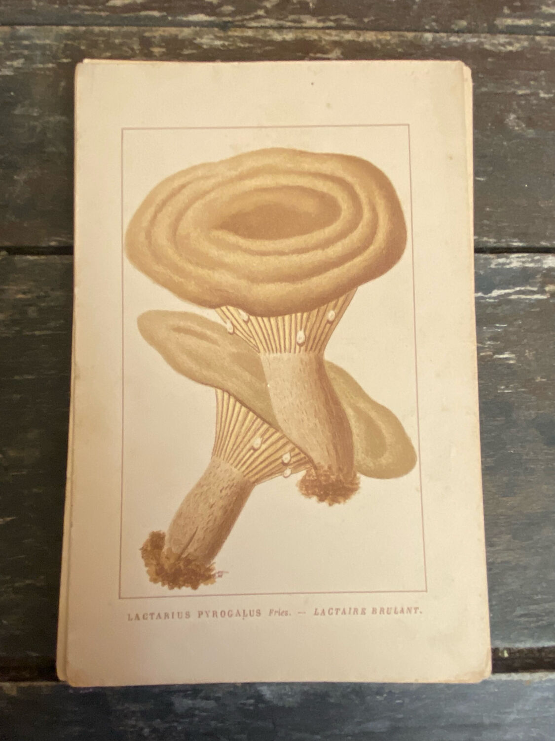 Series of 27 plates h. baillon iconography flora mushrooms vintage